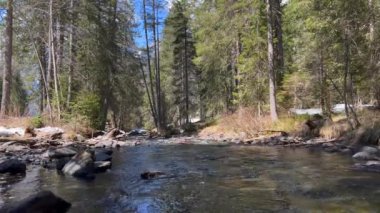 Ormanda akan nehir suyunun manzarası