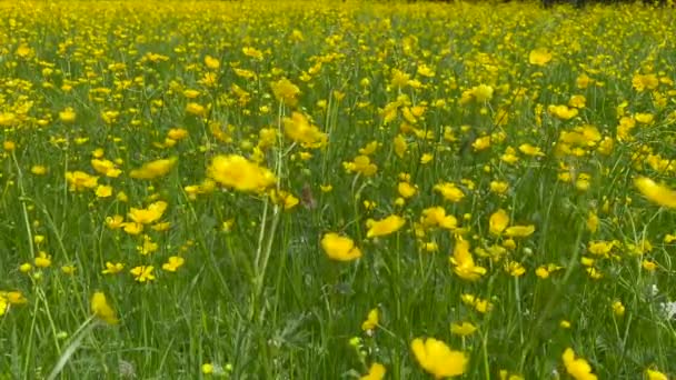 田園風景の黄色の花の植物の風景 — ストック動画
