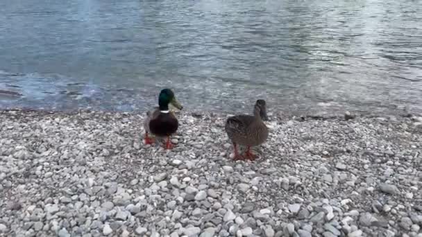 Ducks Walking Pebbles Riverbed — Vídeos de Stock