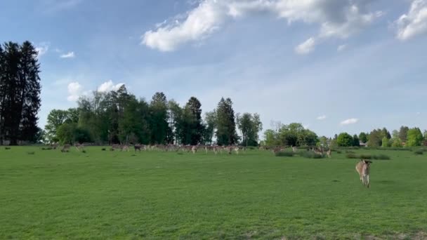 Herd Young Deer Roaming Grass Field Forest — Vídeos de Stock