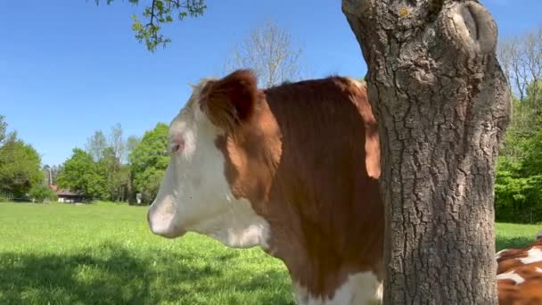 Close Vaca Coçando Nariz Uma Árvore Campo Grama Pela Floresta — Vídeo de Stock