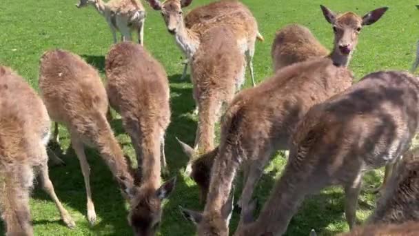 Close Herd Deer Grazing Grass Field — Vídeos de Stock