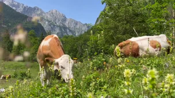 Αγελάδες Που Βόσκουν Αγρούς Ανά Δάσος Κατά Βουνού — Αρχείο Βίντεο