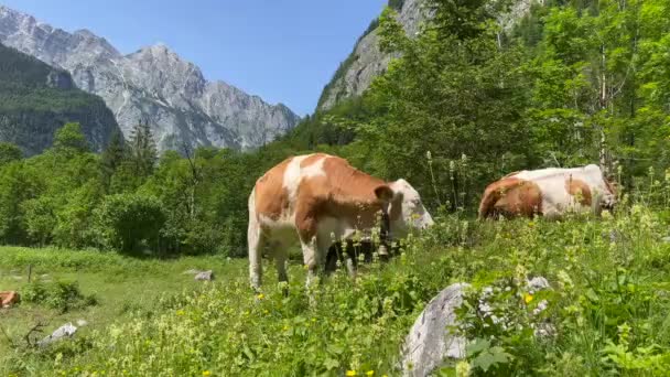Two Cows Grazing Field Forest Mountain — Αρχείο Βίντεο