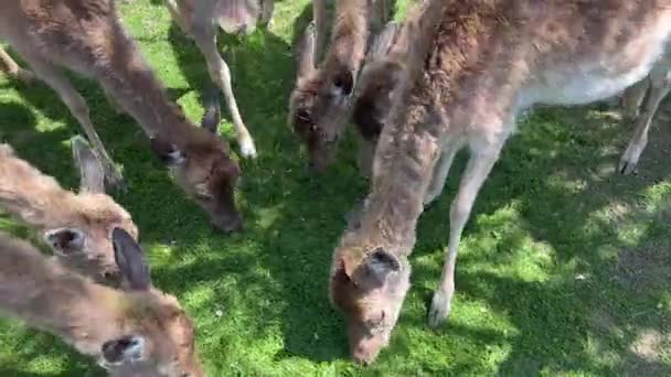 Close Herd Young Deer Grazing Grass Field — Video Stock