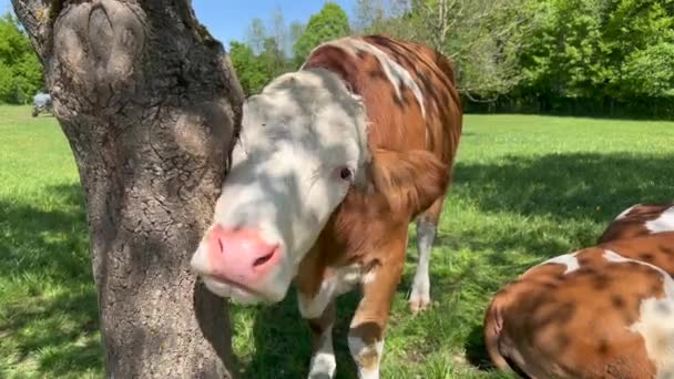 Cow Scratching Its Nose Tree Grass Field Forest — Αρχείο Βίντεο