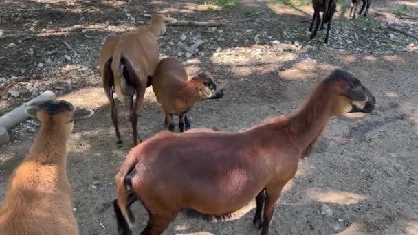 Herd Goats Lambs Grazing Field Rural Landscape — Vídeos de Stock