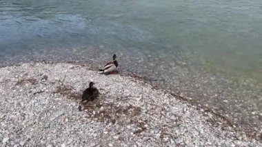 Two ducks relaxing on riverbed