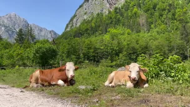 Dos Vacas Sentadas Relajadas Campo Contra Bosque — Vídeos de Stock