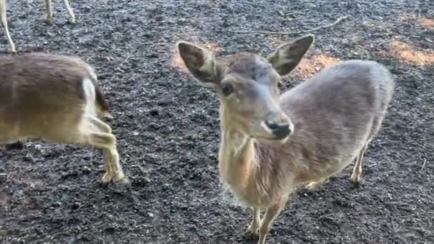 Four Young Deer Walking Field Forest — Vídeos de Stock