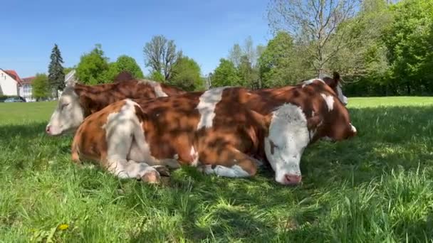 Three Cows Sleeping Relaxing Grass Field Forest — Αρχείο Βίντεο