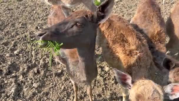 Group Deer Eating Field Summer — Video Stock