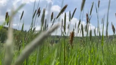 Close up of crops on field against sky