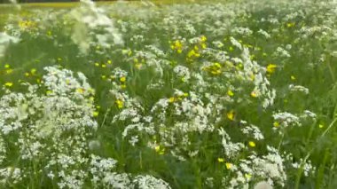 Kırsal alanda sarı ve beyaz çiçeklerin manzarası