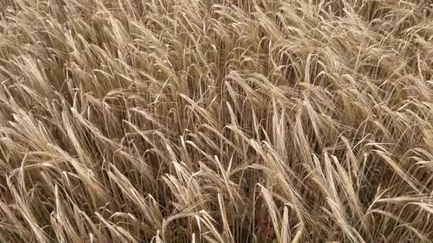 Close Wheat Crop Plants Ready Harvest — 图库视频影像