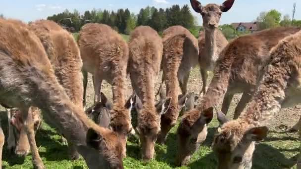 Herd Young Deer Grazing Grass Field Forest — Vídeos de Stock