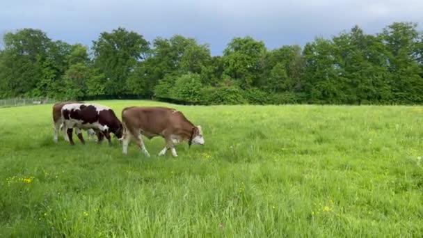 Three Cows Grazing Field Forest — Αρχείο Βίντεο