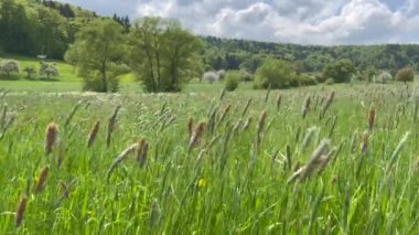Ot tarlasının orman ve gökyüzü manzarası