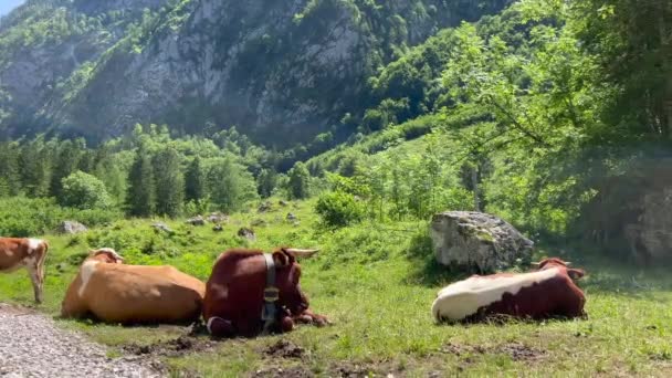 Four Cows Relaxing Field Forest Mountain — Vídeos de Stock