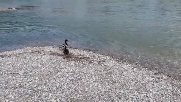 Two Ducks Sitting Edge River — 图库视频影像