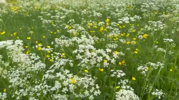 Scenic View Yellow White Flower Plants Rural Landscape — ストック動画