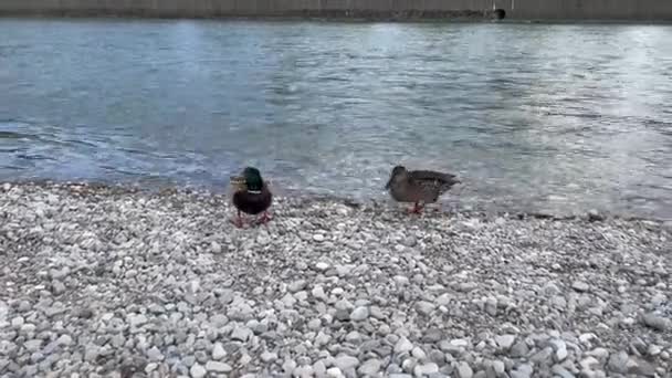 Two Ducks Walking Stones Riverbed — 图库视频影像