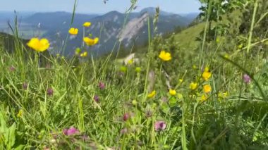 Kırsal alanda sarı ve lavanta çiçeklerinin manzarası