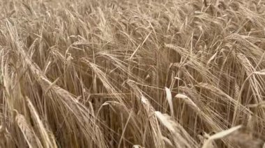 Buğday mahsullerini hasat için hazırlayın.