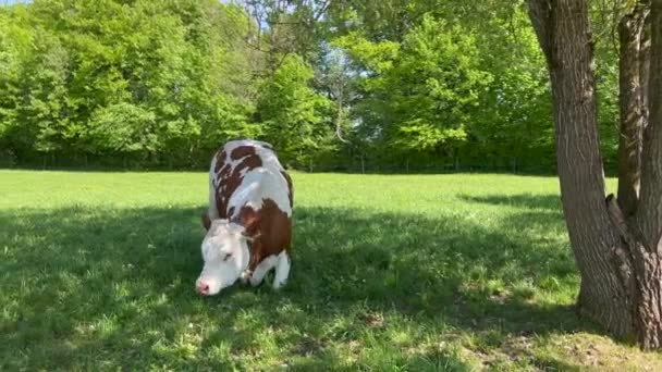 Δύο Αγελάδες Κάθονται Και Χαλαρώνουν Στο Χωράφι Ενάντια Στο Δάσος — Αρχείο Βίντεο