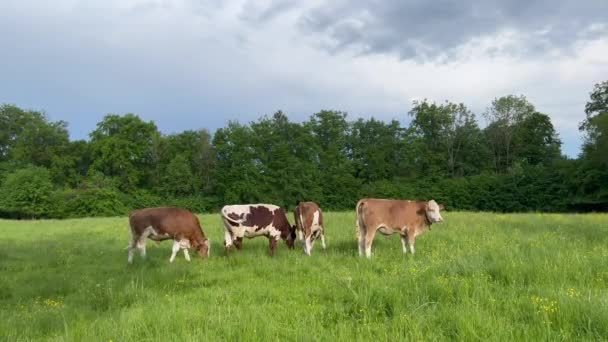 Four Domestic Cows Pasturing Field Forest — Αρχείο Βίντεο