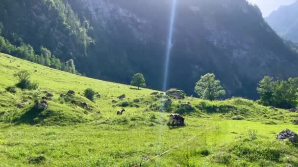 Zwei Kühe Und Ziegen Grasen Auf Feld Gegen Berg — Stockvideo