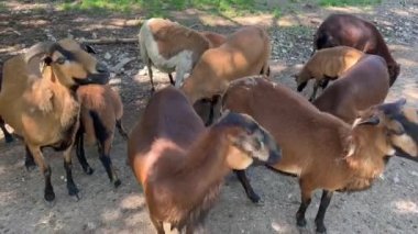 Herd of goats grazing on field by rural landscape