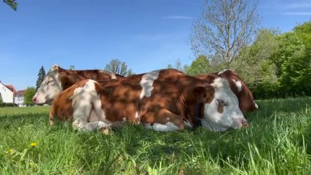 Three Cows Sleeping Relaxing Grass Forest — Αρχείο Βίντεο