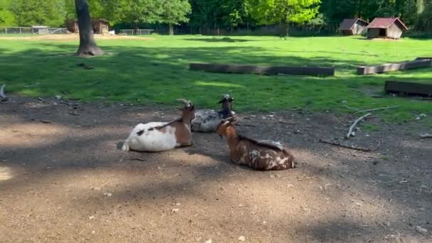 Three Goats Relaxing Field Countryside — Stock videók