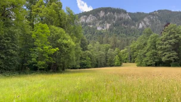 Szenische Ansicht Des Feldes Durch Wald Und Berg Gegen Den — Stockvideo