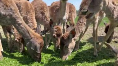 Ormandaki çim tarlasında otlayan genç geyik sürüsü.