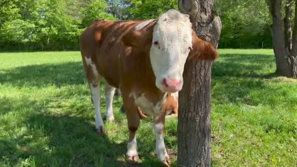 Cow Scratching Its Neck Tree Grass Field Forest — Stok Video