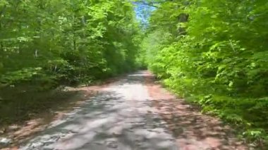 Ormandaki sık ağaçlar arasındaki yolun manzarası