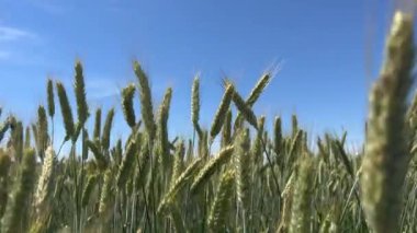 Kırsal alanda rüzgarda sallanan buğday ekinleri