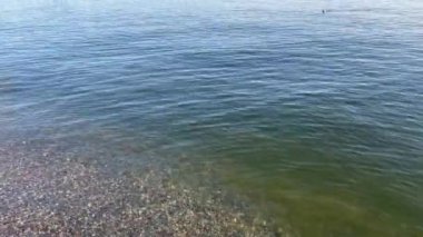 Kıyı şeridi yakınlarında yüzen ördek.