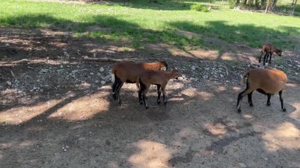 Herd Goats Lambs Grazing Field Rural Landscape — Vídeos de Stock
