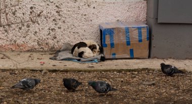 a stray dog lies near a cardboard box on the street, a stray puppy near the wall of the house