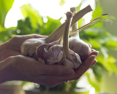 garlic in female hands