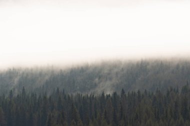 clouds over coniferous forest, foggy forest