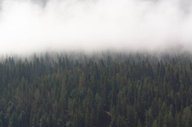 clouds over coniferous forest, foggy forest