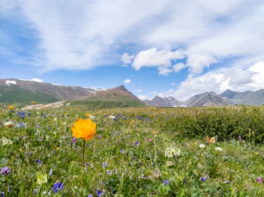 mountain landscape: flower meadow and mountain peaks