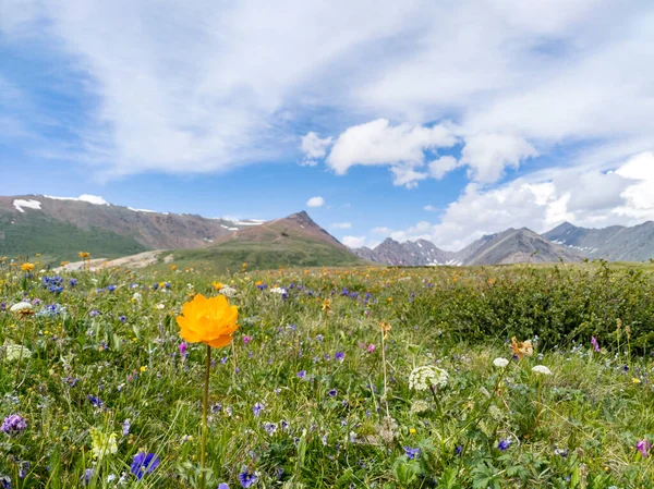 山の風景 花の牧草地と山の峰 — ストック写真