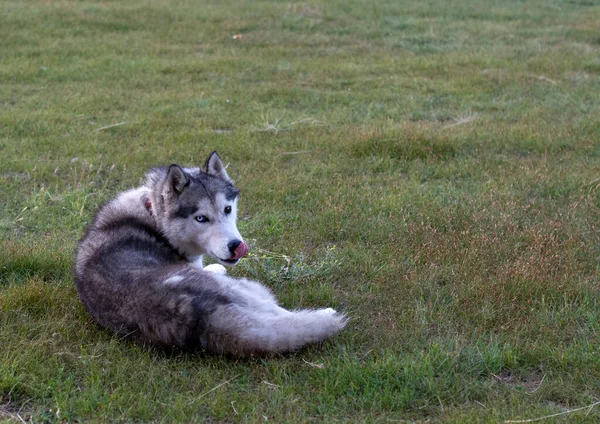 husky dog with different eyes lies on the grass