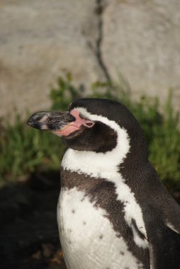 Humboldt pengueni - spheniscus humboldti