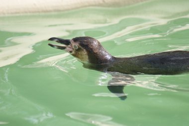 Humboldt pengueni - spheniscus humboldti